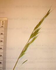 Bromus berteroanus