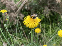 Bombus terrestris