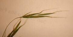 Bromus berteroanus
