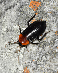 Pseudoderopeltis
