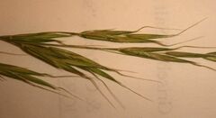 Bromus berteroanus