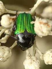 Leucocelis haemorrhoidalis