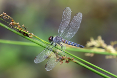 Brachydiplax denticauda