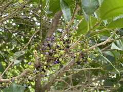 Melicytus ramiflorus
