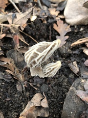 Morchella rufobrunnea