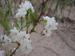Prunus pumila