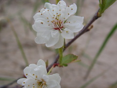 Prunus pumila