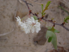 Prunus pumila
