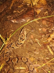 Xenodon rabdocephalus