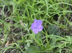 Ruellia