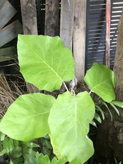 Brachyglottis repanda