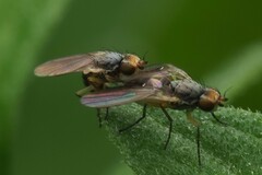 Cerodontha australis