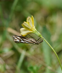 Hednota pleniferellus