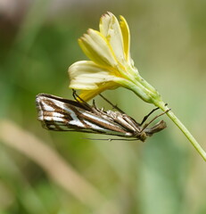 Hednota pleniferellus