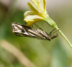Hednota pleniferellus
