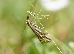 Hednota pleniferellus