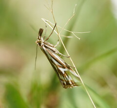 Hednota pleniferellus