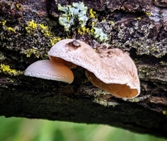 Schizophyllum amplum