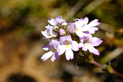 Euphrasia collina