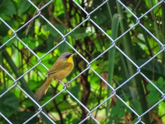 Geothlypis poliocephala