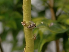 Hyllus