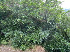 Melicytus ramiflorus