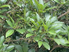 Melicytus ramiflorus