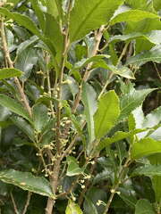 Melicytus ramiflorus