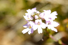 Euphrasia collina