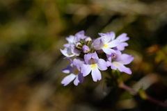 Euphrasia collina