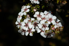 Leptospermum lanigerum
