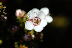 Leptospermum lanigerum