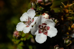 Leptospermum lanigerum
