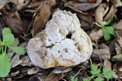 Hypomyces microspermus