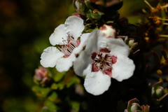 Leptospermum lanigerum