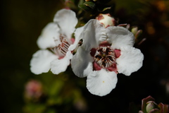 Leptospermum lanigerum