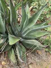 Agave vivipara