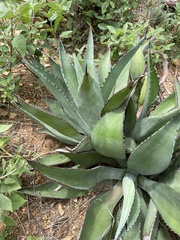 Agave vivipara