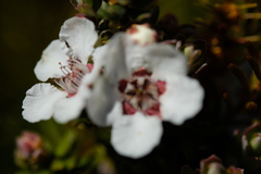 Leptospermum lanigerum