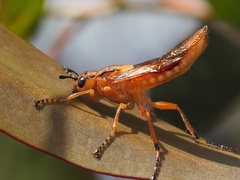 Tenthredinoidea