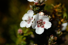 Leptospermum lanigerum