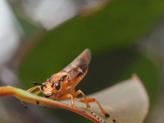 Tenthredinoidea