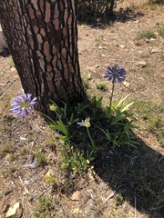 Agapanthus praecox