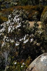 Leptospermum lanigerum
