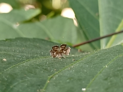 Choreutidae