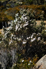 Leptospermum lanigerum