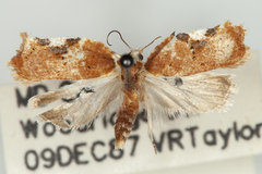 Acleris cervinana