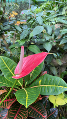 Anthurium andraeanum
