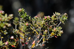 Leptospermum lanigerum