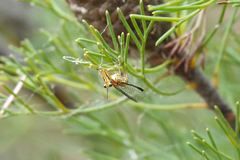 Spaminta minjerribae